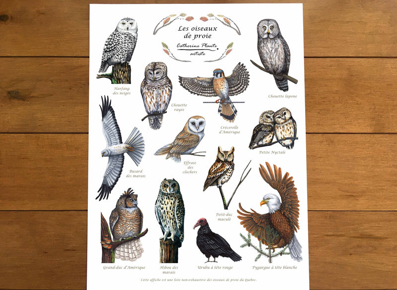 Les oiseaux de proie - détail
