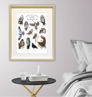 Affiche éducative - Les oiseaux de proie