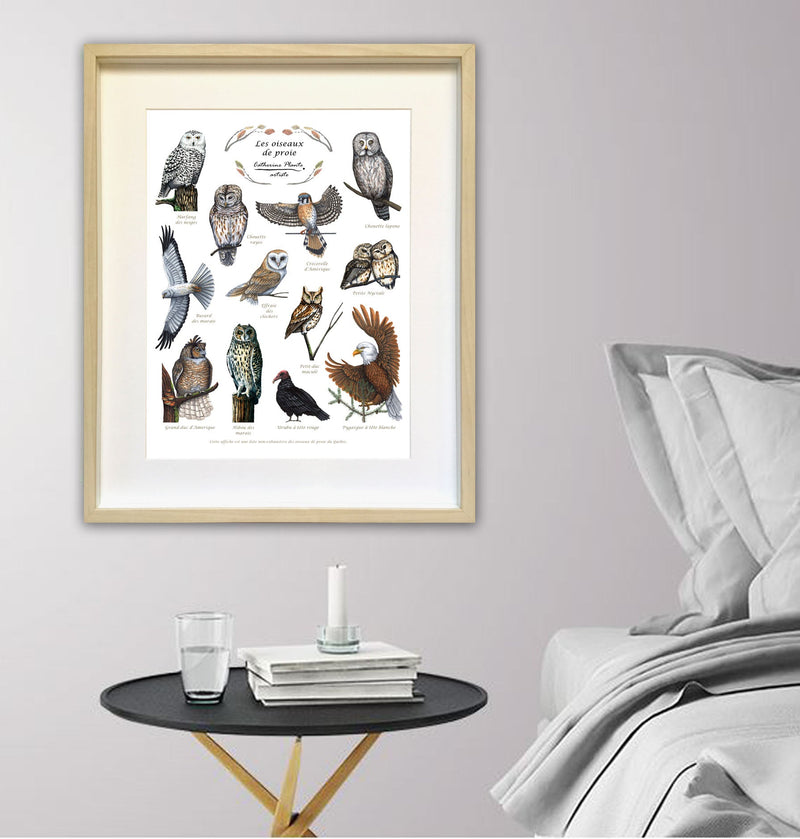 Affiche éducative - Les oiseaux de proie