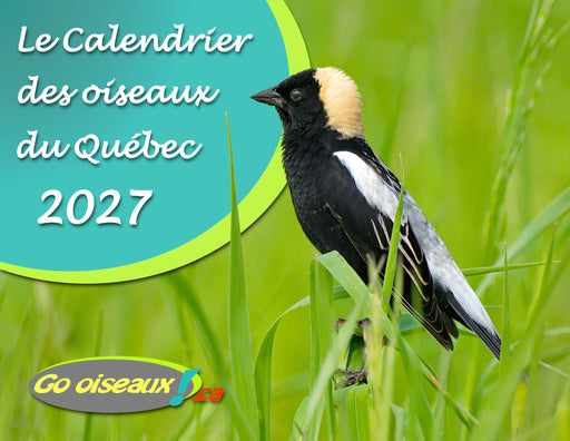 Calendrier Go Oiseaux du Québec 2027 – couverture Goglu des prés