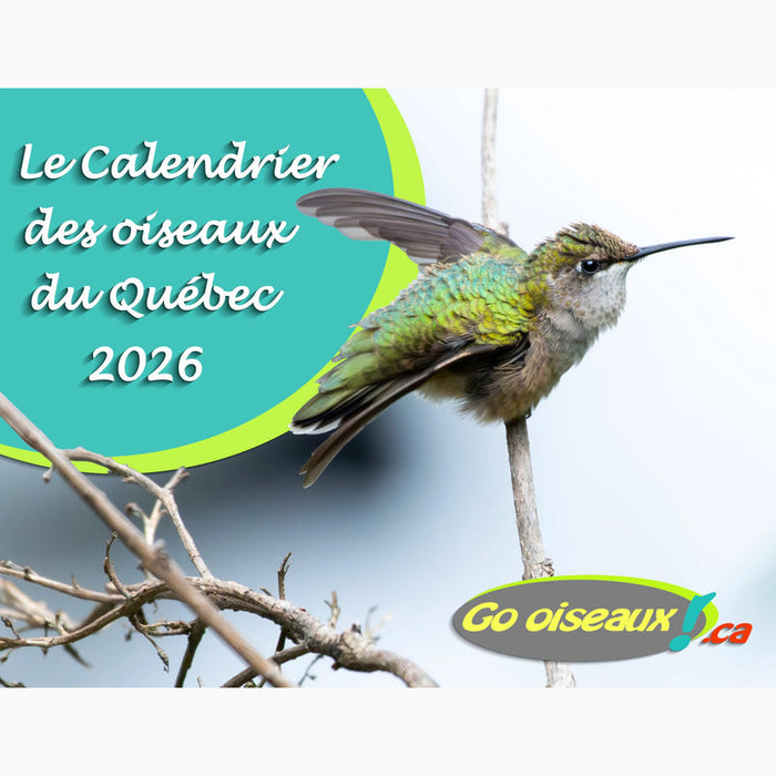 CALENDRIER GO OISEAUX DU QUÉBEC 2026