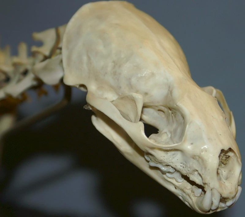 River otter skull (Lontra canadensis) — photo David J. Stang, CC BY-SA 4.0, via Wikimedia Commons