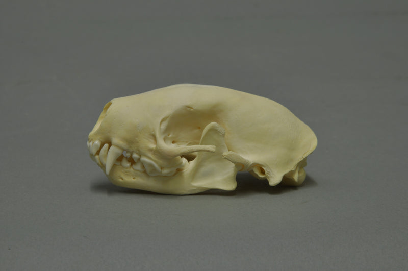 Striped skunk skull (Mephitis mephitis) — photo Klaus Rassinger & Gerhard Cammerer, Museum Wiesbaden, CC BY-SA 3.0, via Wikimedia Commons