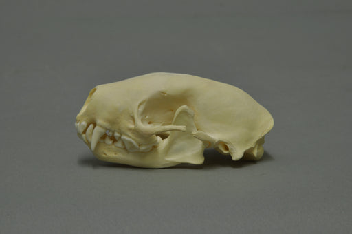 Striped skunk skull (Mephitis mephitis) — photo Klaus Rassinger & Gerhard Cammerer, Museum Wiesbaden, CC BY-SA 3.0, via Wikimedia Commons