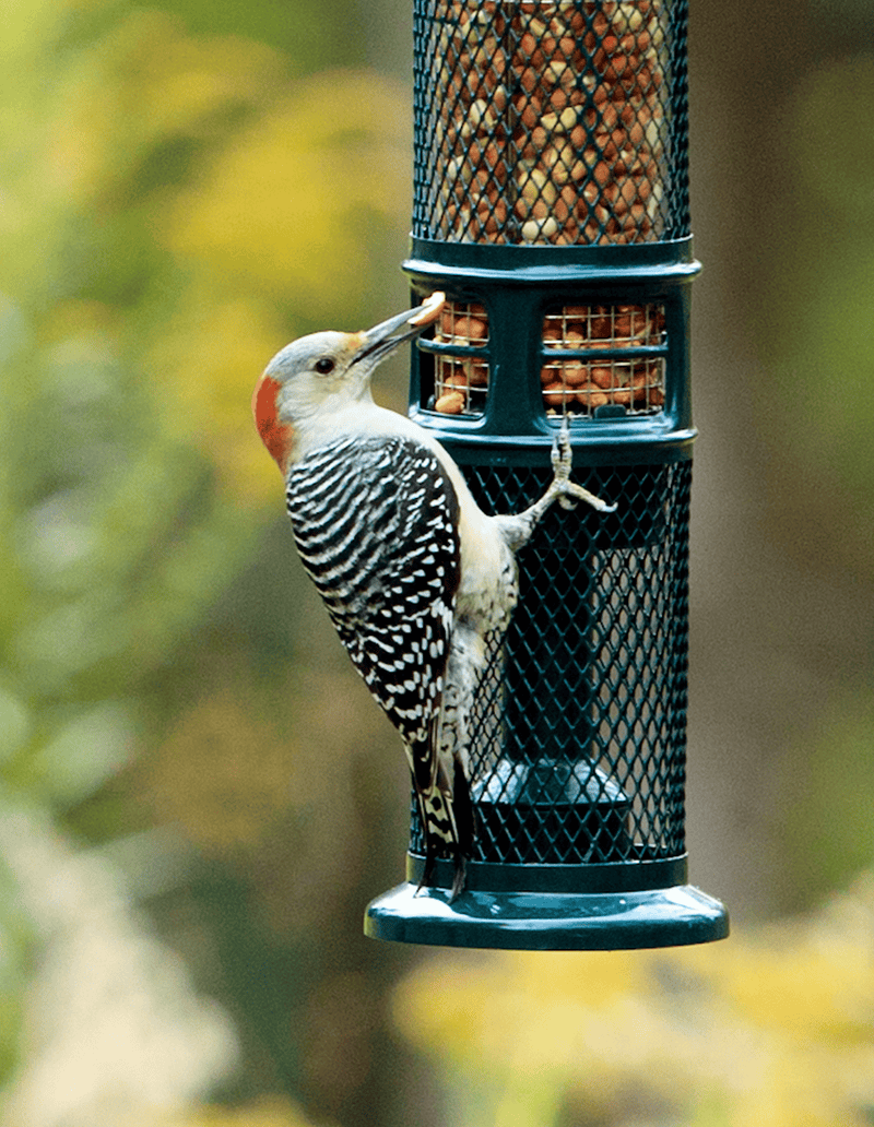 Squirrel Buster Nut Feeder - vue 4 (gros plan)