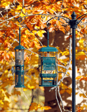 Squirrel Buster Suet and Nut feeders together in a fall garden