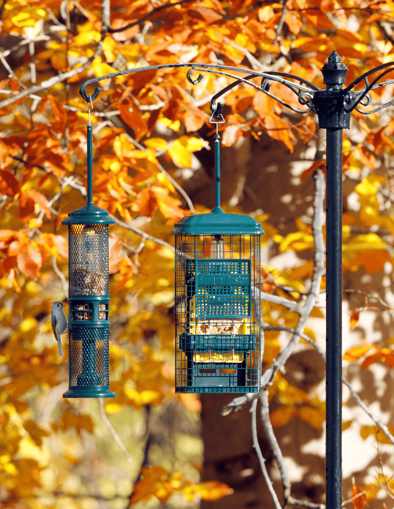 Squirrel Buster Suet and Nut feeders together in a fall garden