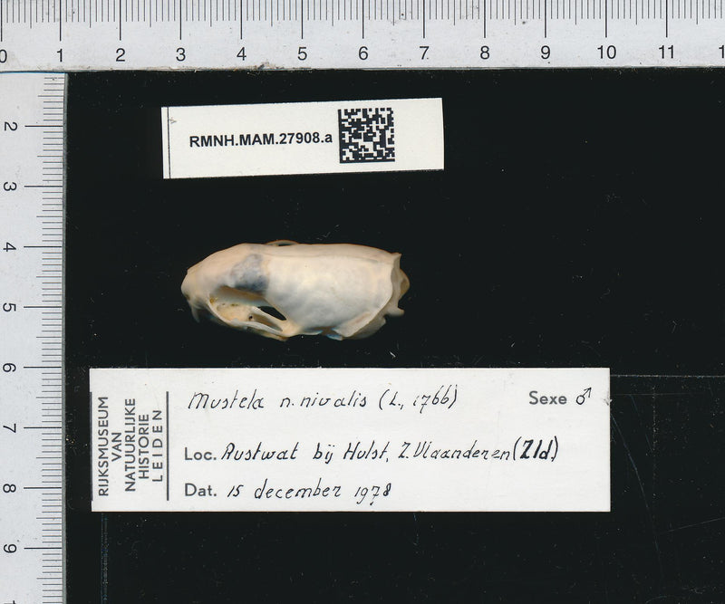 Weasel skull (Mustela nivalis) — Naturalis Biodiversity Center, CC0, via Wikimedia Commons