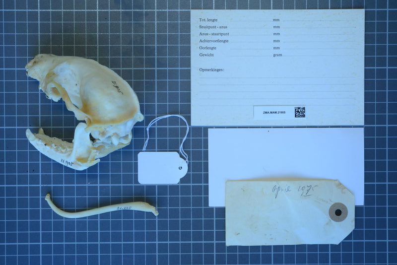 Raccoon skull (Procyon lotor) — Naturalis Biodiversity Center, CC0, via Wikimedia Commons