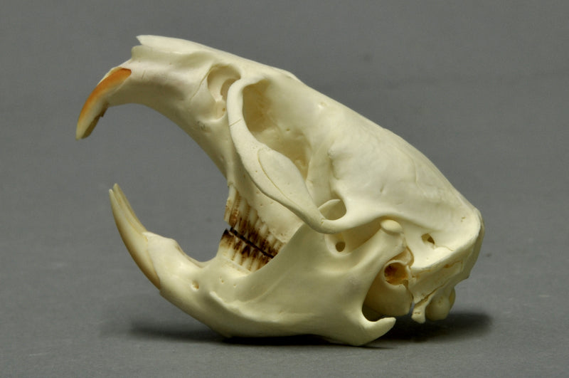 Muskrat skull (Ondatra zibethicus) — photo Klaus Rassinger & Gerhard Cammerer, Museum Wiesbaden, CC BY-SA 3.0, via Wikimedia Commons