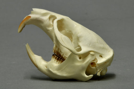 Muskrat skull (Ondatra zibethicus) — photo Klaus Rassinger & Gerhard Cammerer, Museum Wiesbaden, CC BY-SA 3.0, via Wikimedia Commons