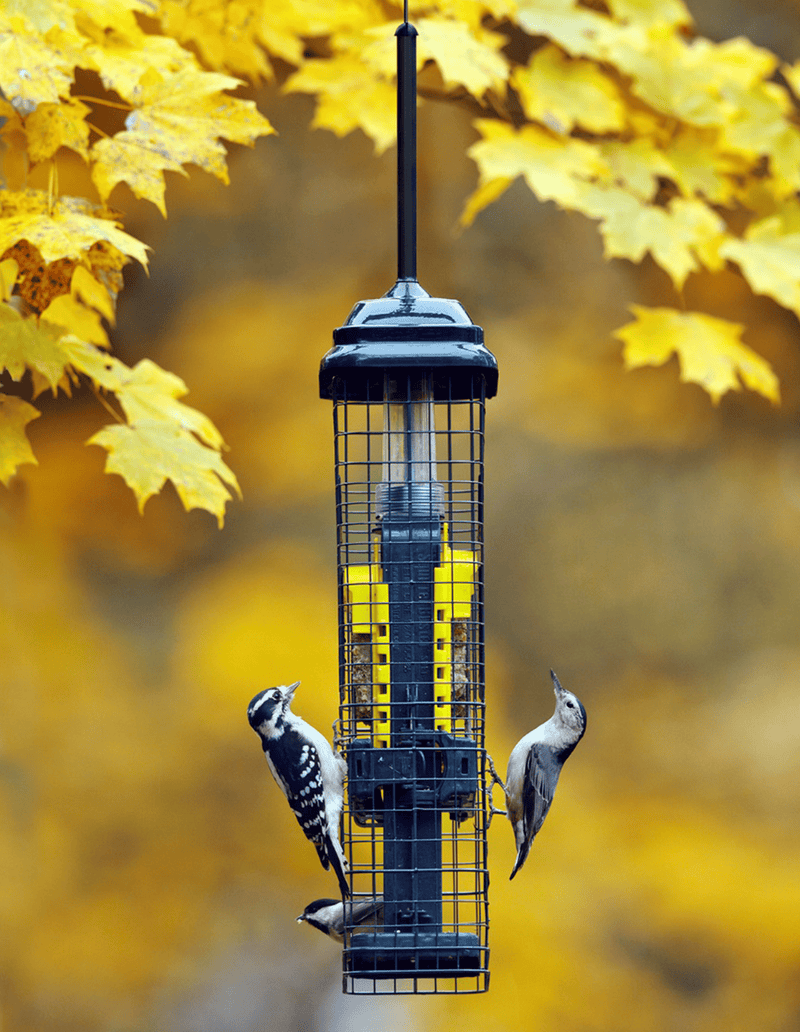 Squirrel Buster Suet - vue 4 (en situation)