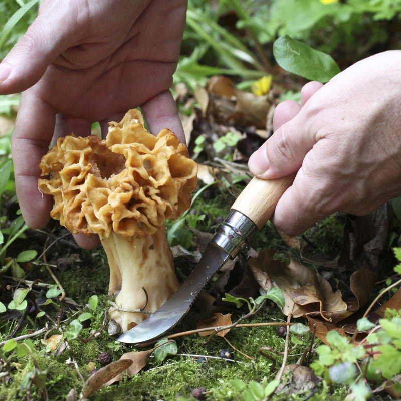 Opinel No.08 Mushroom Knife with Brush — blade detail