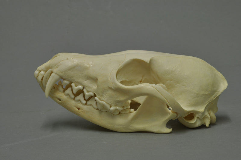 Red fox skull (Vulpes vulpes) — photo Klaus Rassinger & Gerhard Cammerer, Museum Wiesbaden, CC BY-SA 3.0, via Wikimedia Commons