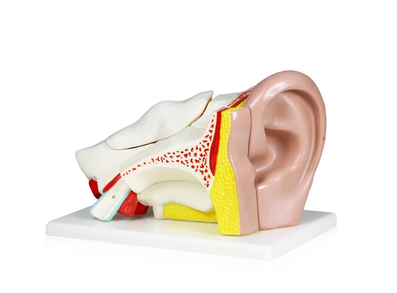 Modèle d'oreille 4× en 5 parties — Walter Products B10402-5