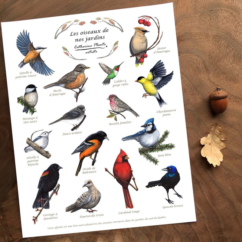 Affiche oiseaux de nos jardins - détail