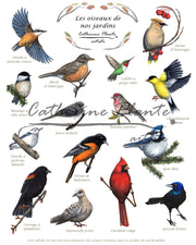 Affiche - détail des espèces d'oiseaux