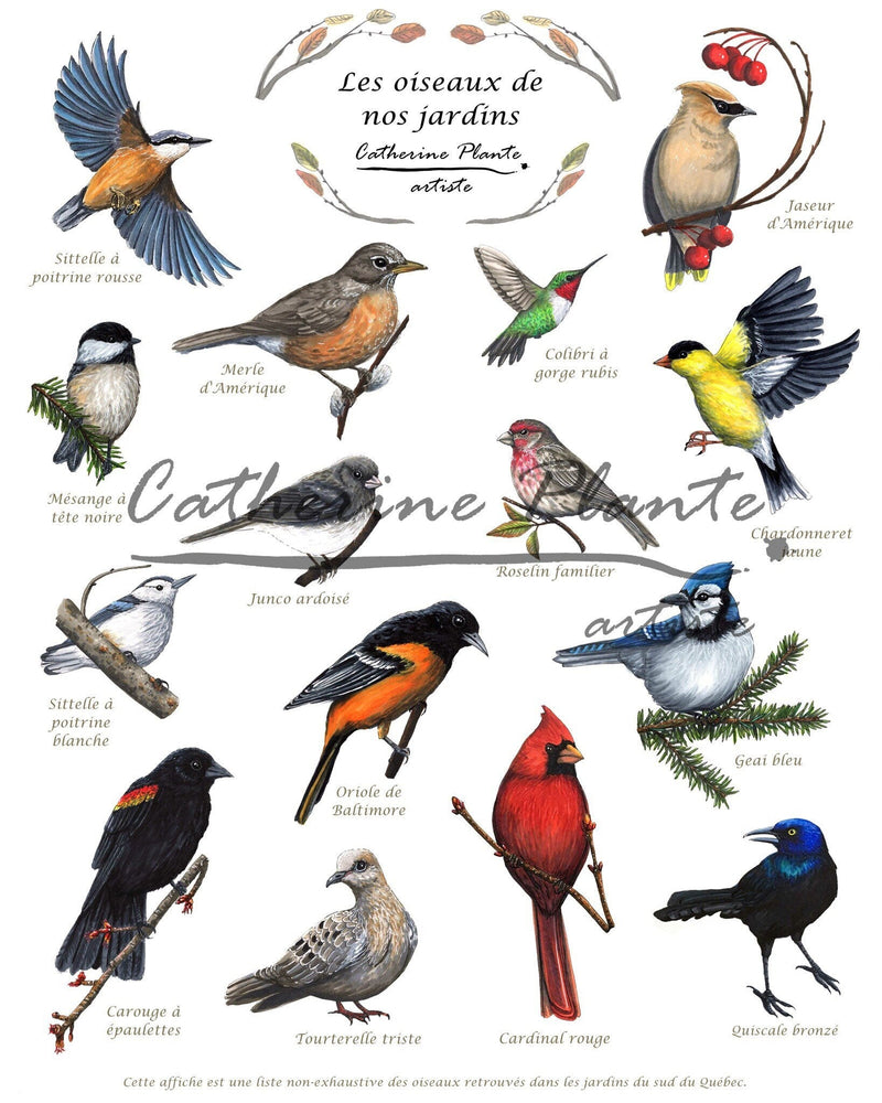 Affiche - détail des espèces d'oiseaux