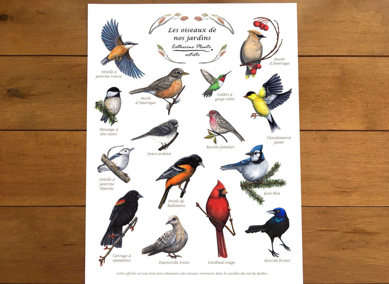 Affiche oiseaux de nos jardins - détail