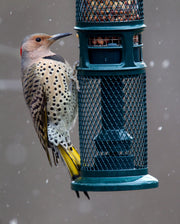 Squirrel Buster Nut Feeder in a winter setting