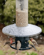 Weather Guard mounted on a Squirrel Buster Plus with goldfinches