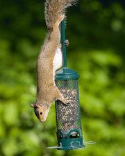 Squirrel Buster Mini - vue 2 (anti-ecureuil)