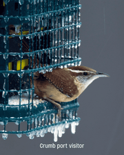 Squirrel Buster Suet feeder, close-up of the suet cage