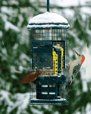 Squirrel Buster Suet feeder in a winter setting