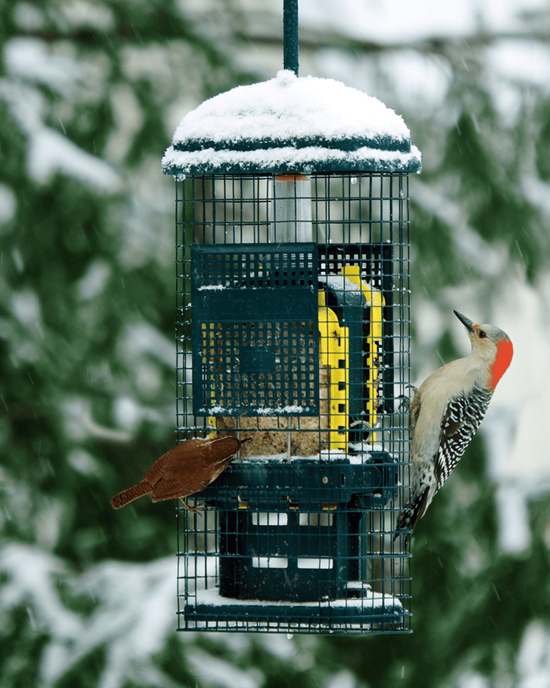 Squirrel Buster Suet feeder in a winter setting