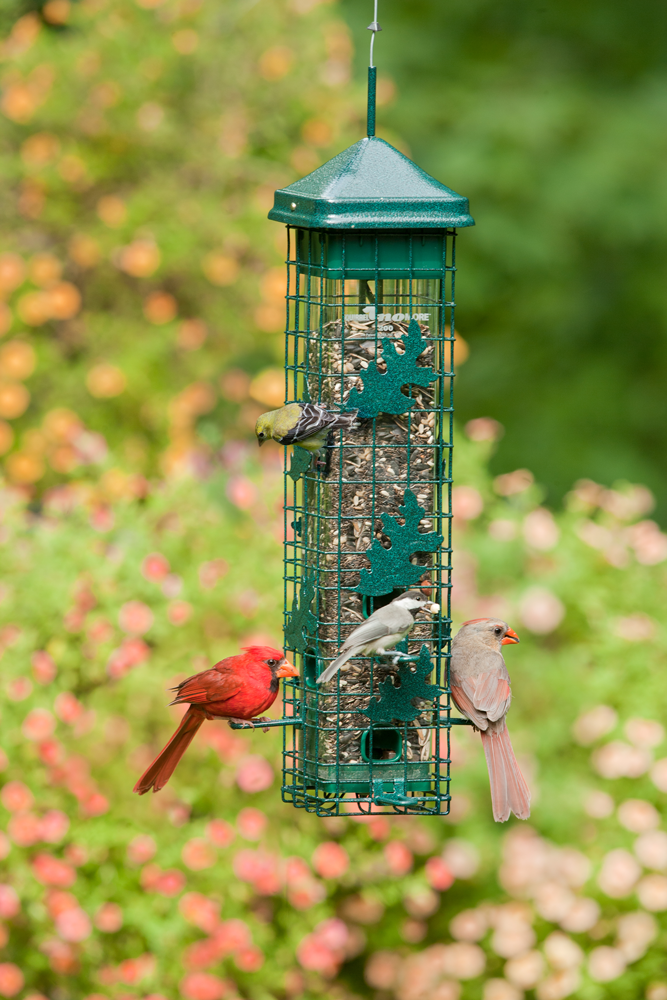 SQUIRREL SOLUTION 200 FEEDER for Science and Nature from Le Naturaliste