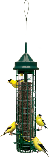 SQUIRREL BUSTER FINCH for Science and Nature from Le Naturaliste