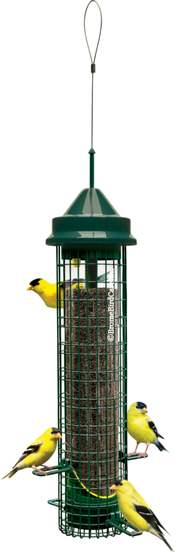 SQUIRREL BUSTER FINCH for Science and Nature from Le Naturaliste