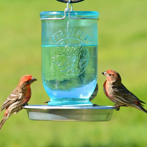 MASON JAR WILD BIRD WATERER 32 OZ for Science and Nature from Le Naturaliste