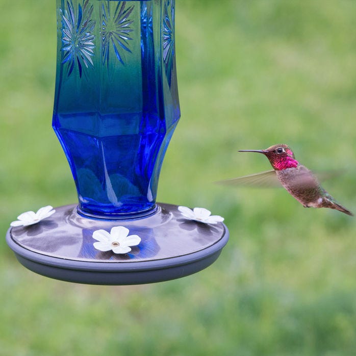 SAPPHIRE STARBURST VINTAGE COLIBRI FEEDER for Science and Nature from Le Naturaliste