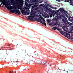 MAMMALIAN PHYSIOLOGY, 15 SLIDES for Science and Nature from Le Naturaliste
