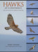 HAWKS AT A DISTANCE, IDENTIFICATION OF MIGRANT RAPTORS for Science and Nature from Le Naturaliste