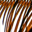 ANIMALS, 12 SLIDES for Science and Nature from Le Naturaliste