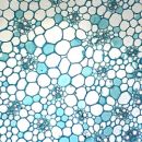 APOLOGIA BIOLOGY, 16 SLIDES for Science and Nature from Le Naturaliste