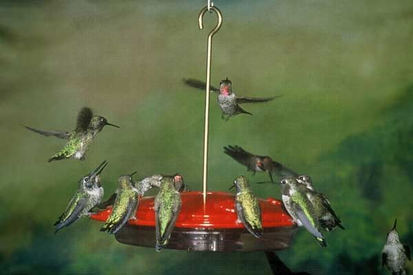 HUMMZINGER EXCEL FEEDER for Science and Nature from Le Naturaliste