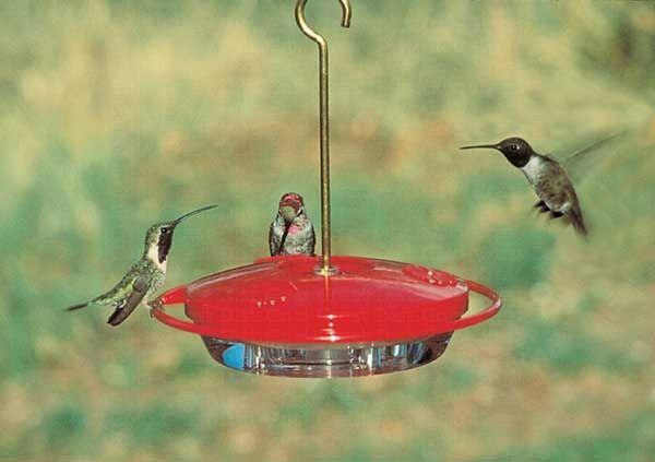 HUMMZINGER MINI FEEDER for Science and Nature from Le Naturaliste