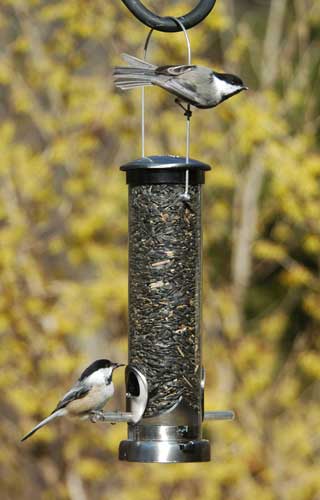 BRUSHED NICKEL FEEDER (SMALL) for Science and Nature from Le Naturaliste