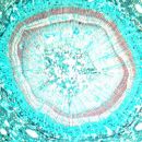 BASIC BOTANY, 15 SLIDES for Science and Nature from Le Naturaliste