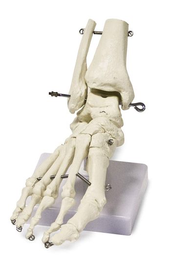 HUMAN FOOT SKELETON MODEL for Science and Nature from Le Naturaliste