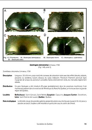 GUIDE D'IDENTIFICATION DES SCARABÉES DU QUÉBEC for Science and Nature from Le Naturaliste