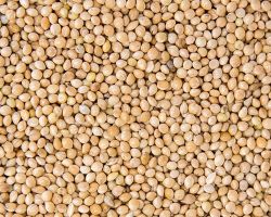 WHITE MILLET, 2KG for Science and Nature from Le Naturaliste