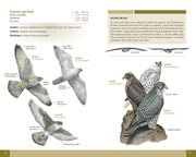 OISEAUX DE PROIE DU QUÉBEC ET DE L'EST DU CANADA for Science and Nature from Le Naturaliste
