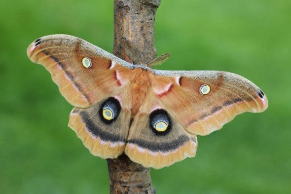 ANTHERAEA POLYPHEMUS COCOON for Science and Nature from Le Naturaliste