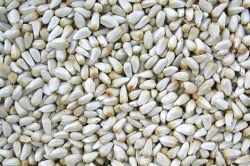 SAFFLOWER SEEDS, 1KG for Science and Nature from Le Naturaliste