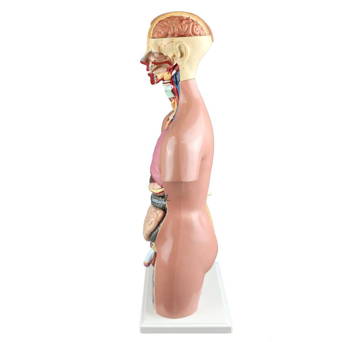 Dual-Sex Human Torso with Open Back for Science and Nature from Le Naturaliste
