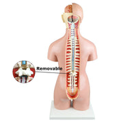 Dual-Sex Human Torso with Open Back for Science and Nature from Le Naturaliste